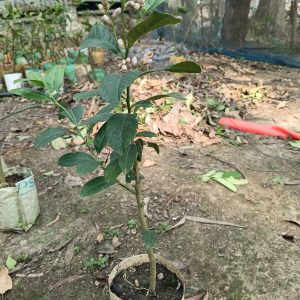 ৩ পিস চায়না- 3 সীডলেস লেবু বড় চারা