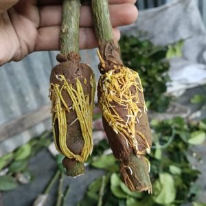 ১০০ পিস চায়না- 3 সীডলেস লেবু গুটি কলম